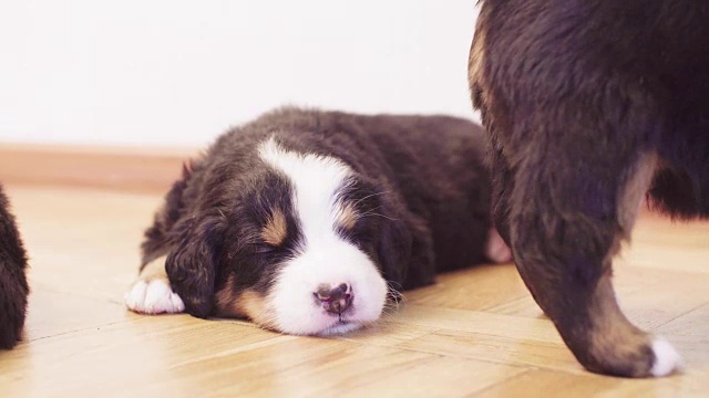 搞笑的伯恩牧羊犬小狗们正在睡觉视频素材