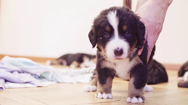 伯尔尼牧羊犬咬小狗和玩鞋视频素材