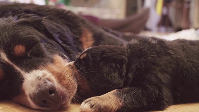 伯尔尼牧羊犬咬小狗和玩鞋视频素材