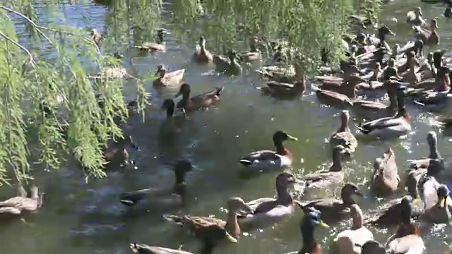 池塘里的鸭子争食视频素材