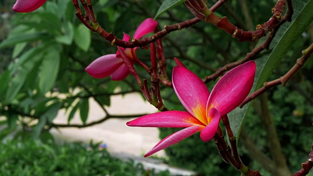 红色鸡蛋花的枝条被热带海风吹动视频素材