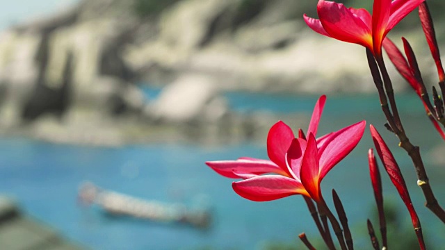 红花植物特写视频素材