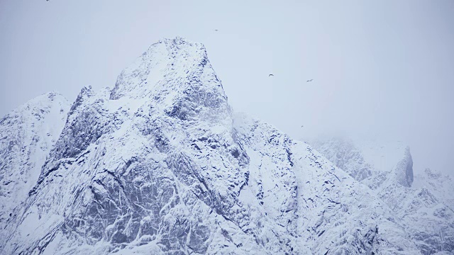 罗弗敦群岛。雪山与鸟视频下载