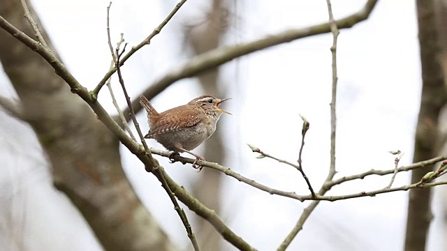 鹪鹩(Troglodytes)视频素材