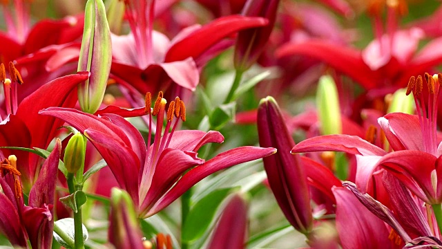 美丽的百合花在花园里视频素材