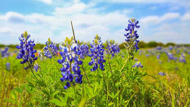 来自德克萨斯州奥斯汀的Bluebonnets视频素材