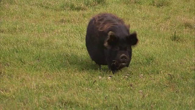 一只黑猪在田野上奔跑视频素材