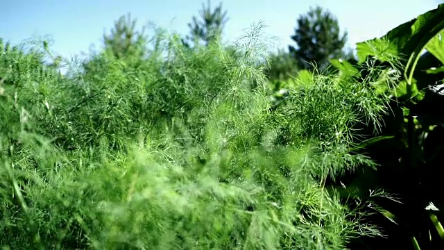 在农村土壤蔬菜床上近距离种植绿色小茴香。在农村地区种植有机蔬菜，种植新鲜绿色蔬菜作为天然食品视频素材