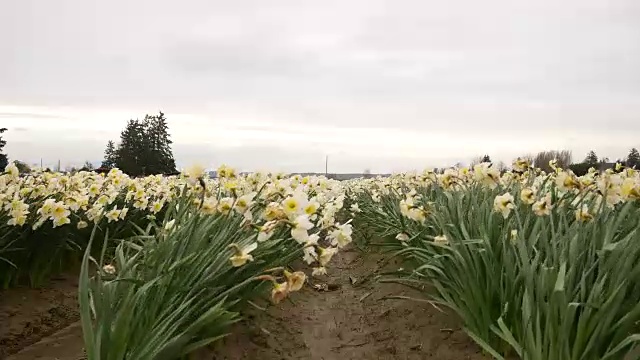 郁金香视频素材