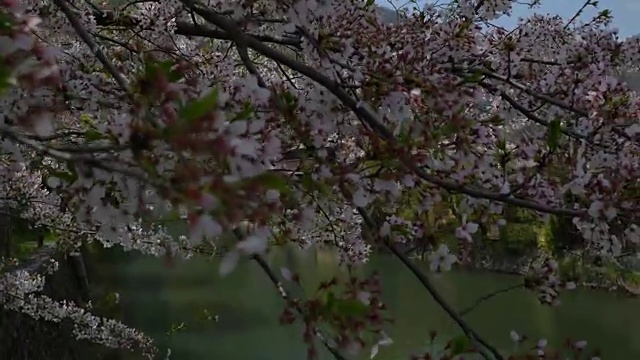 樱花花平底锅2视频素材