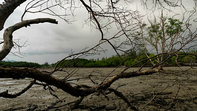 4K时间的流逝，死树在热带海洋日落黄昏时间视频素材