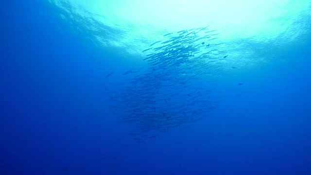 一群梭鱼在海面下视频素材