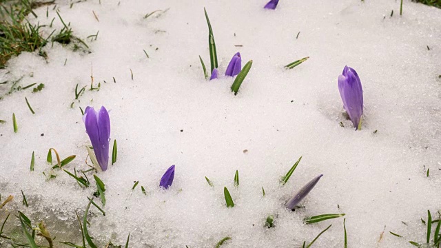 春雪融化番红花盛开时光流逝视频素材