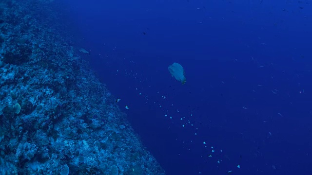 海底珊瑚礁中的拿破仑濑鱼和蝴蝶鱼视频素材