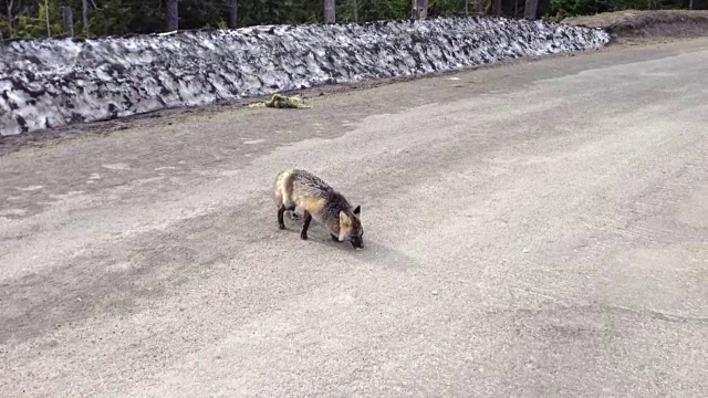 野生狐狸吃视频素材