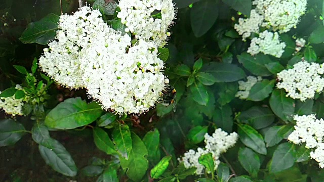 蜜蜂、黄蜂、大黄蜂在花上，慢镜头飞行，近景，为花授粉，春天来了，自然保护可持续性视频素材