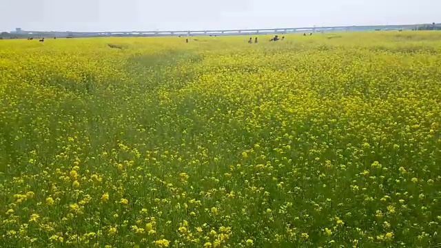 亚洲韩国釜山Nakdong河上的裕菜菜花节视频素材