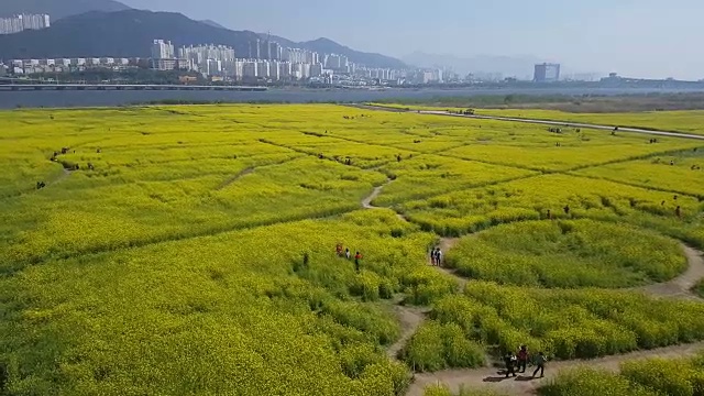 亚洲韩国釜山Nakdong河上的裕菜菜花节视频素材