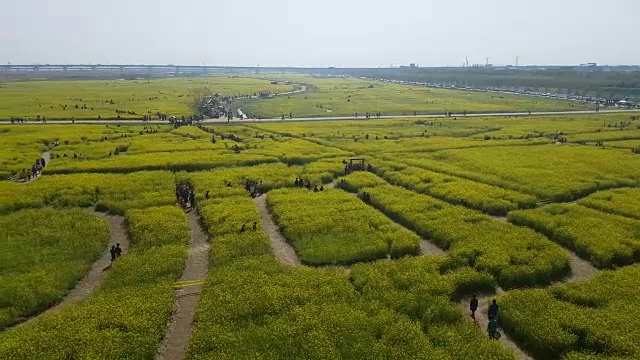 亚洲韩国釜山Nakdong河上的裕菜菜花节视频素材