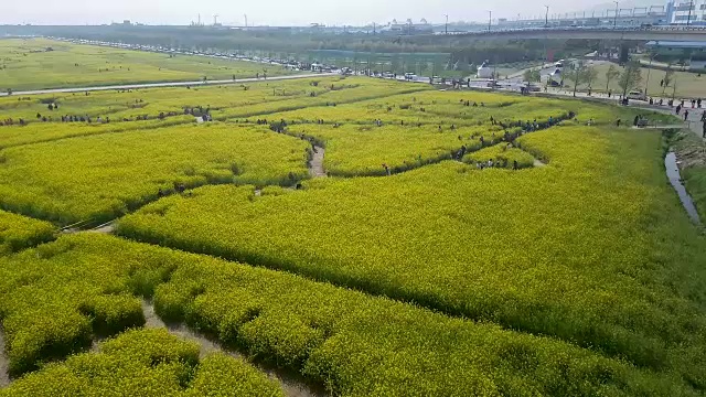 亚洲韩国釜山Nakdong河上的裕菜菜花节视频素材