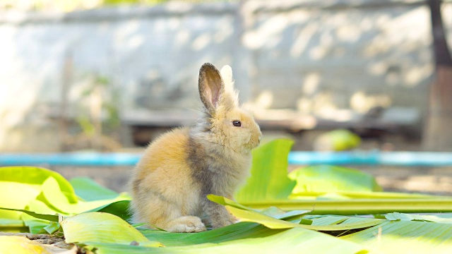 兔子在花园里吃树叶视频素材