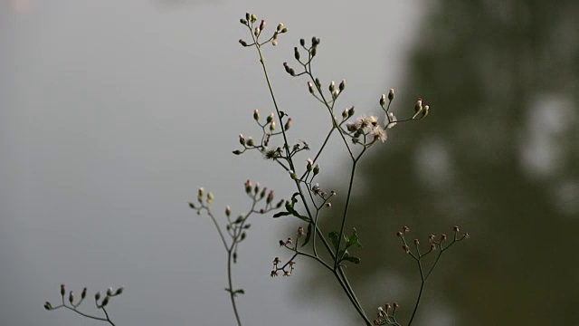 花草被风吹散，出焦点背景水。视频素材