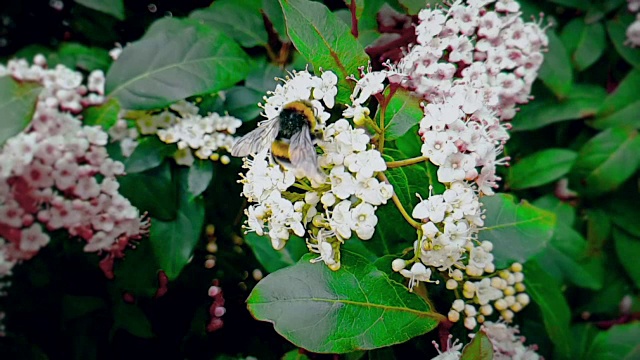 蜜蜂、黄蜂、大黄蜂在花上，慢镜头飞行，近景，为花授粉，春天来了，自然保护可持续性视频素材