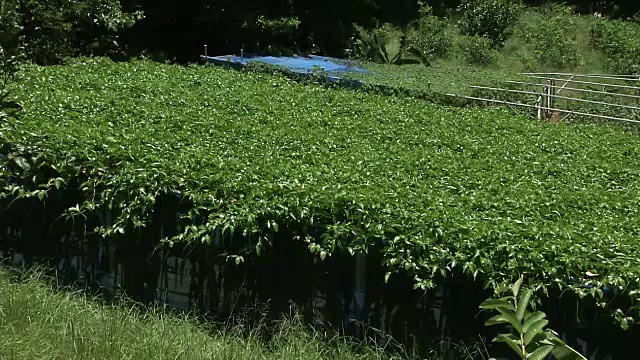 百香果田，小笠原，日本视频素材