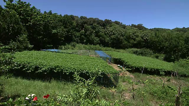 百香果田，小笠原，日本视频素材