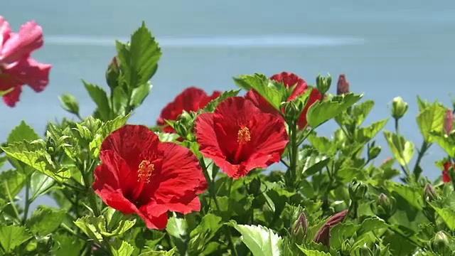 木槿花，小笠原群岛，日本视频素材