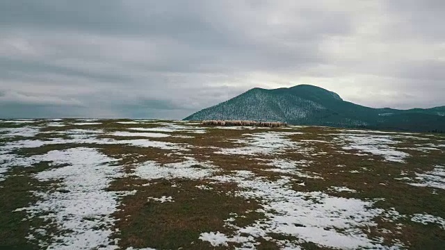 绵羊群山罗马尼亚4k视频下载