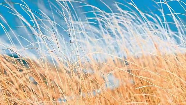 草甸草地自然视频素材