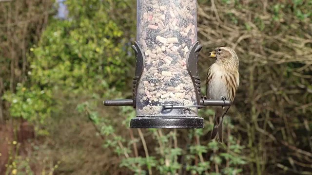 大山雀鸣禽喂食器视频下载