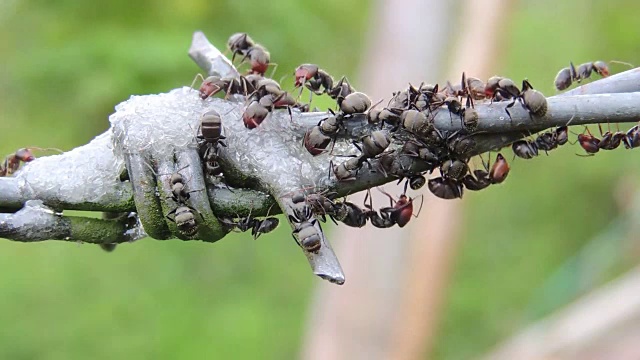 昆虫和蚂蚁自然集合视频素材