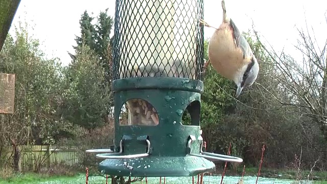 nutthatch花园鸟类喂食器视频下载