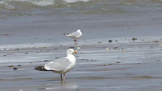 海鸥海洋海洋度假夏天视频下载