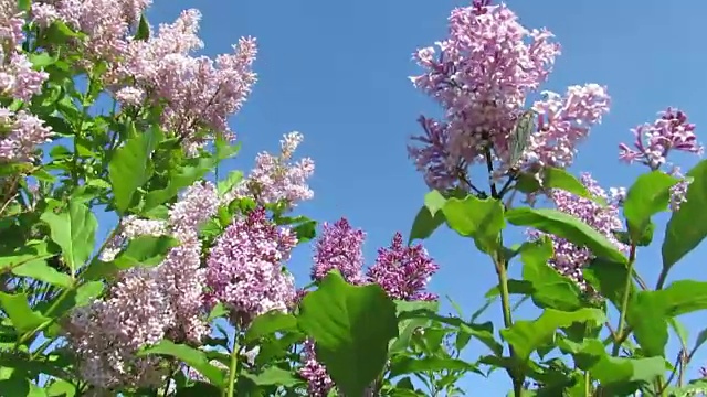 蝴蝶紫丁香夏天开花风视频素材