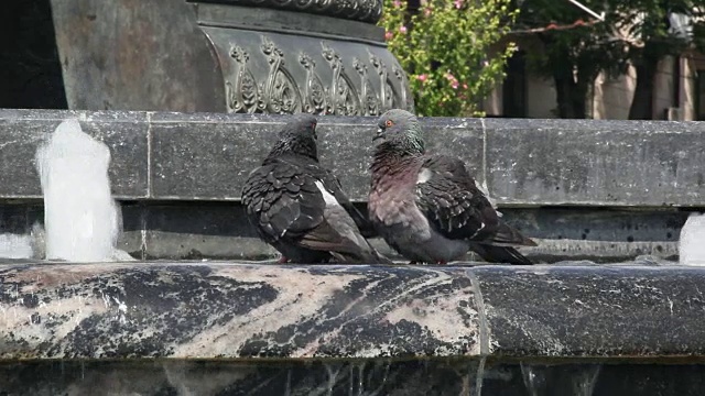 鸽子喝水视频素材