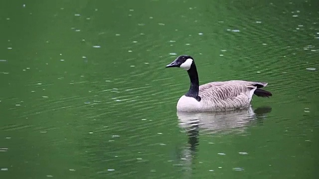 鹅加拿大水禽视频下载