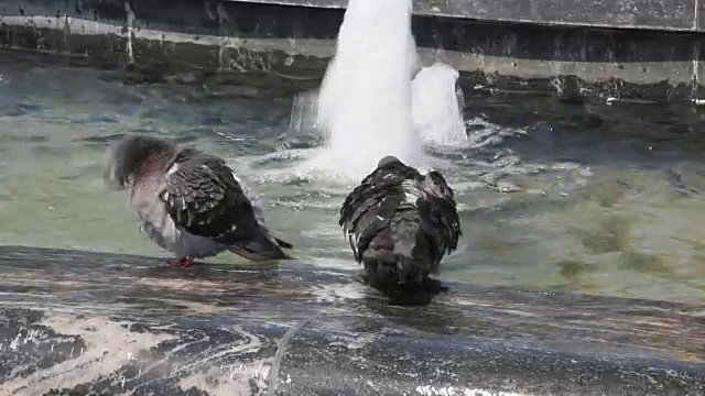 鸽子喝水视频素材