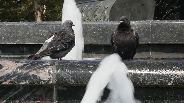 鸽子喝水视频素材