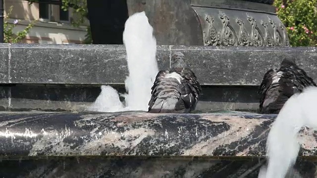 鸽子喝水视频素材