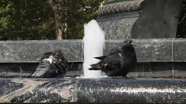 鸽子喝水视频素材