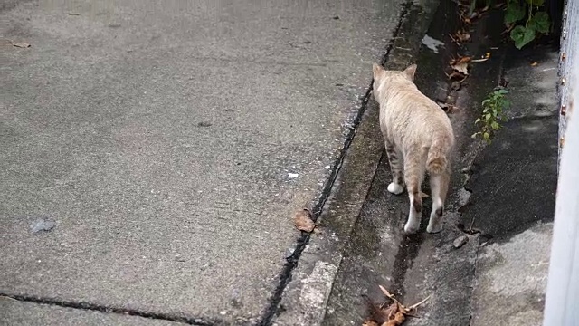 美丽年轻的街头猫，曼谷。视频素材