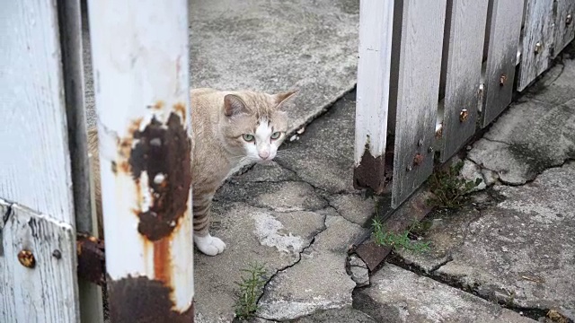 美丽年轻的街头猫，曼谷。视频素材