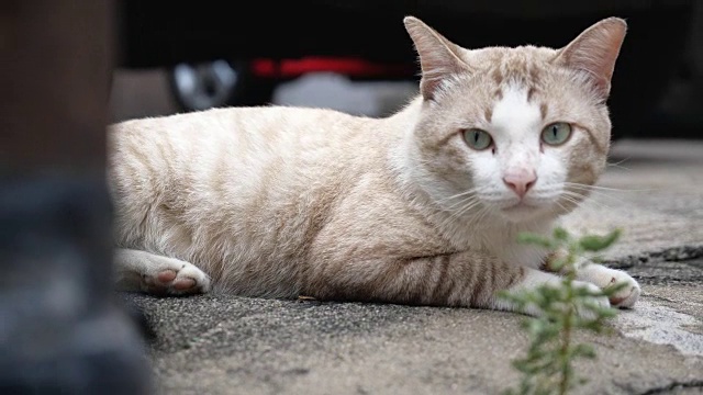 美丽年轻的街头猫，曼谷。视频素材