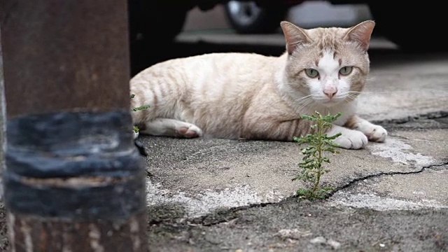 美丽年轻的街头猫，曼谷。视频素材