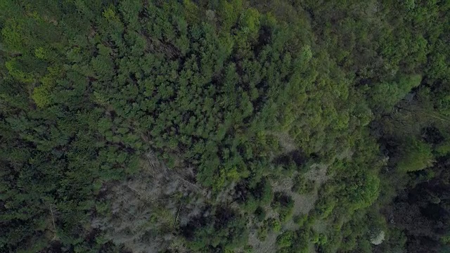 鸟瞰绿树在山上视频素材