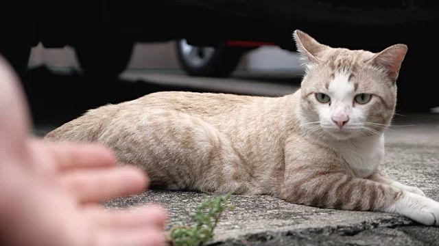 美丽年轻的街头猫，曼谷。视频素材