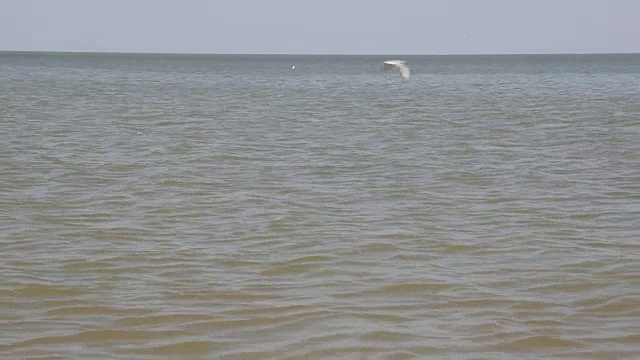 海面上的小波浪视频素材